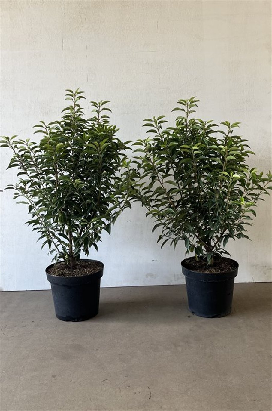 Prunus lus. 'Angustifolia' - C7.5 60-80 CM